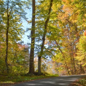 Fall in Virginia